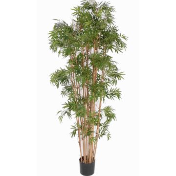 Artificial bamboo plant NARO, real stems, 7ft/210cm Artificial bamboo plant NARO, real stems, 7ft/210cm