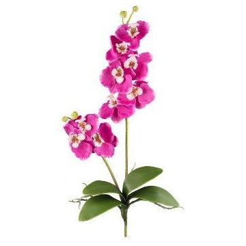 Decorative Phalaenopsis orchid MORLEK, spike, roots, fuchsia, 24"/60cm