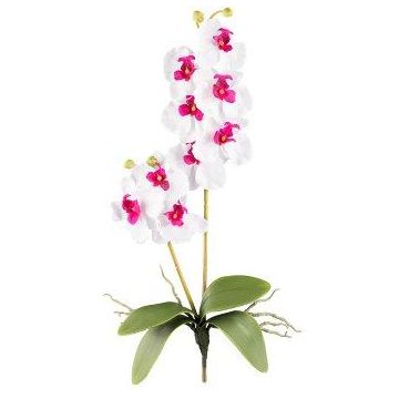 Decorative Phalaenopsis orchid MORLEK, spike, roots, white-purple, 24"/60cm