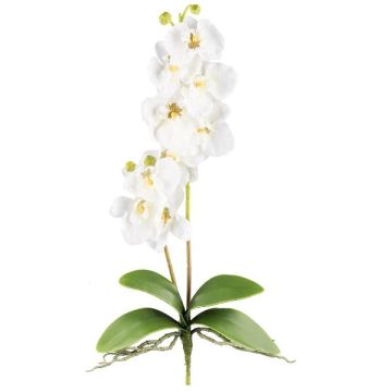 Decorative Phalaenopsis orchid MORLEK, spike, roots, cream, 24"/60cm