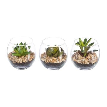 Decorative succulent arrangement WINKS in glass, 3 pieces, green, 2.8"/7cm, Ø3"/7,5cm