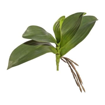 Decorative leaves - Phalaenopsis orchid BRULST, display stick, roots, 10"/25cm