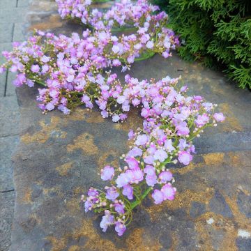 False gypsophilia garland LITAGO, pink-violet, 6ft/180cm