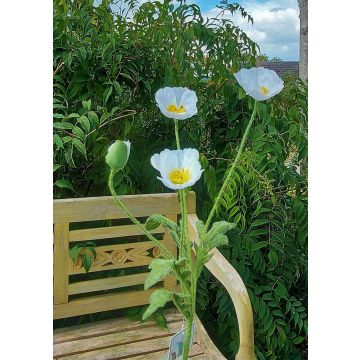 Fake poppy branch OXANDRINE, cream-white, 24"/60cm