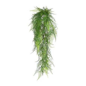 Decorative hanging plant Asparagus plumosus QUALO, spike, 31"/80cm