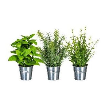 DRILHO decorative herb mix, basil, rosemary, thyme, 3 pieces, zinc pot, green, 25cm, Ø16cm
