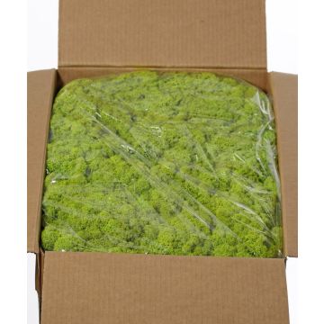 Icelandic natural moss SVEINBJÖRN, light green, 5kg