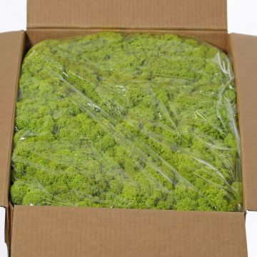 Icelandic natural moss SVEINBJÖRN, light green, 5kg Icelandic natural moss SVEINBJÖRN, light green, 5kg