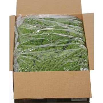 Icelandic natural moss SVEINBJÖRN, green, 5kg