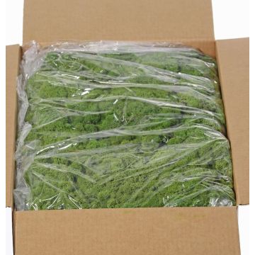 Icelandic natural moss SVEINBJÖRN, green, 5kg Icelandic natural moss SVEINBJÖRN, green, 5kg