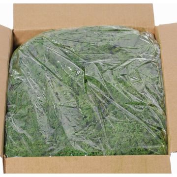 Icelandic natural moss SVEINBJÖRN, dark green, 5kg Icelandic natural moss SVEINBJÖRN, dark green, 5kg