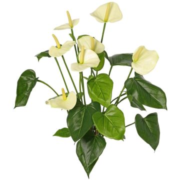 Artificial Anthurium NAKITA on a stem, cream, 50cm