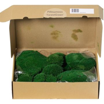 Natural sheet moss SEETHA, green, 800g, 0.15m²