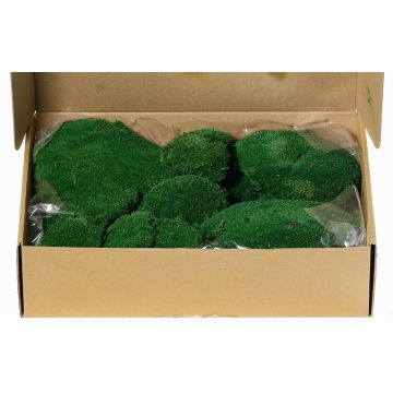 Natural sheet moss SEETHA, green, 800g, 0.15m² Natural sheet moss SEETHA, green, 800g, 0.15m²
