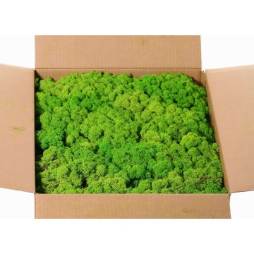 Icelandic natural moss SVEINBJÖRN, apple green, 5kg Icelandic natural moss SVEINBJÖRN, apple green, 5kg