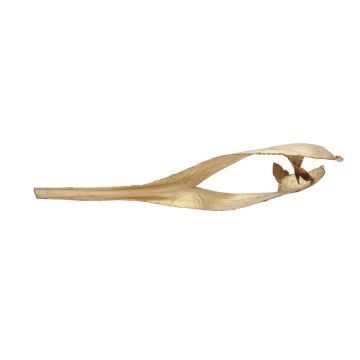 Palm leaf FAYOLA, dried, gold, 4ft/130cm Palm leaf FAYOLA, dried, gold, 4ft/130cm