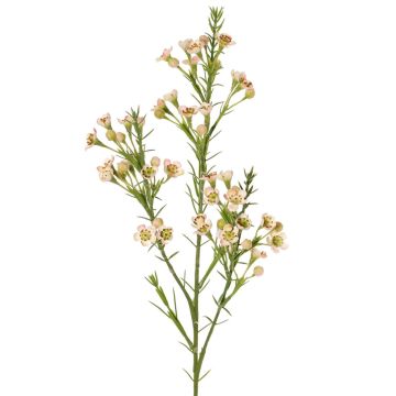 Artificial wax flower branch FRINDALS, light pink-white, 65cm, Ø1.5–2cm Artificial wax flower branch FRINDALS, light pink-white, 65cm, Ø1.5–2cm