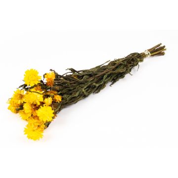 Dried bouquet of Italian strawflowers ALMINKA, yellow, 20"-24"/50-60cm, Ø6"/15cm