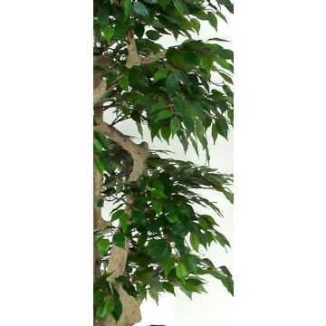 Plastic weeping fig ODONITE, natural stems, green, 6ft/185cm - Made in Italy