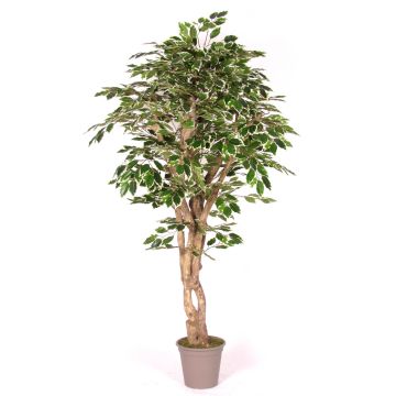 Synthetic foam Ficus Benjamina YANEXY, natural stems, green-white, 6ft/175cm - Made in Italy