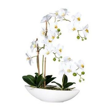 Decorative Phalaenopsis orchid JELTRON, ceramic bowl, roots, white, 24"/60cm