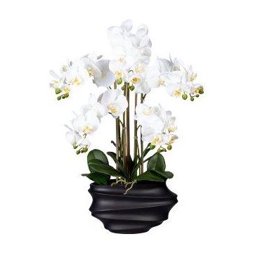 False Phalaenopsis orchid ZALBROK, black decorative vase, roots, white, 30"/75cm