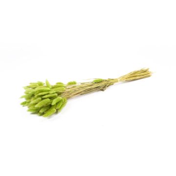 Dried grass BORKA, Lagurus bunch, apple green, 22"-30"/55-75cm, Ø4.7"/12cm