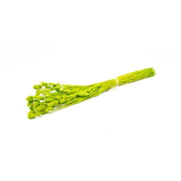 Dried grass Phalaris BRAGILA, bunch, apple green, 20"-30"/50-75cm, Ø4.7"/12cm