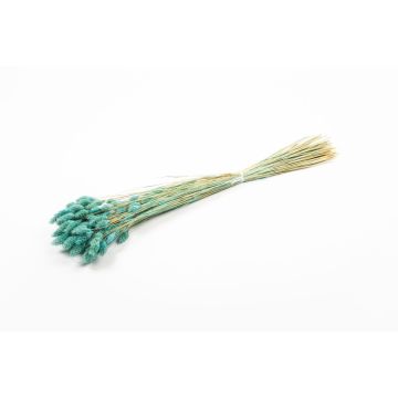 Dried grass Phalaris BRAGILA, bunch, turquoise, 20"-30"/50-75cm, Ø4.7"/12cm