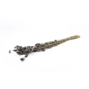 Dried grass Phalaris BRAGILA, bunch, grey, 20"-30"/50-75cm, Ø4.7"/12cm