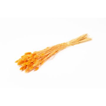 Dried grass Phalaris BRAGILA, bunch, orange, 20"-30"/50-75cm, Ø4.7"/12cm