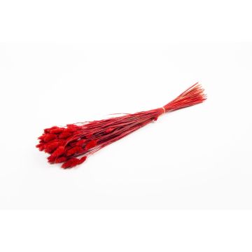 Dried grass Phalaris BRAGILA, bunch, red, 20"-30"/50-75cm, Ø4.7"/12cm