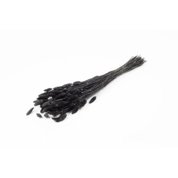 Dried grass Phalaris BRAGILA, bunch, black, 20"-30"/50-75cm, Ø4.7"/12cm