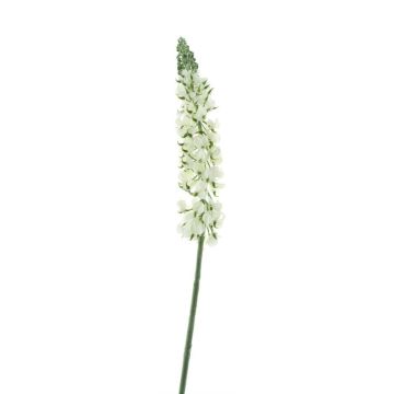 False flower Lupine UKAPI, white, 3ft/105cm False flower Lupine UKAPI, white, 3ft/105cm