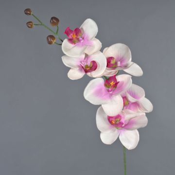 Artificial Phalaenopsis orchid branch LANUA, cream-pink, 70 cm, Ø 8.5–12 cm Artificial Phalaenopsis orchid branch LANUA, cream-pink, 70 cm, Ø 8.5–12 cm