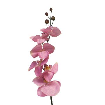 Artificial Phalaenopsis orchid branch LANUA, pink, 70 cm, Ø 8.5–12 cm Artificial Phalaenopsis orchid branch LANUA, pink, 70 cm, Ø 8.5–12 cm