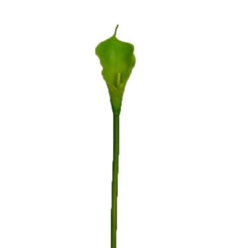 Decorative Zantedeschia DOU flower, green, 70cm