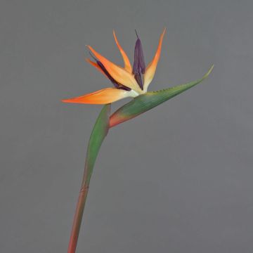 Artificial Strelitzia DONGLIN, orange-purple, 85cm, 14x25cm Artificial Strelitzia DONGLIN, orange-purple, 85cm, 14x25cm