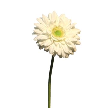 Artificial gerbera QIUDONG, cream, 50 cm, Ø12 cm Artificial gerbera QIUDONG, cream, 50 cm, Ø12 cm