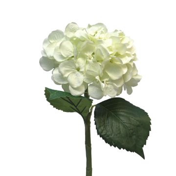 FUXIANG artificial hydrangea, cream, 50cm, Ø16cm FUXIANG artificial hydrangea, cream, 50cm, Ø16cm