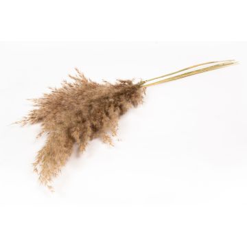 Dried bunch of reeds DONJETA, natural, 28"-31"/70-80cm, Ø6"/15cm