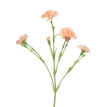 Decorative carnation ‘AHONG’, pink, 60 cm, Ø 6–7 cm