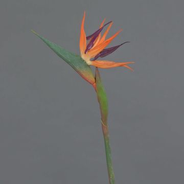 Artificial Strelitzia WEIYU, orange-purple, 60cm, 10x13cm Artificial Strelitzia WEIYU, orange-purple, 60cm, 10x13cm