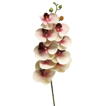 SONGYA Phalaenopsis Orchid Decorative Branch, pink-cream, 75cm