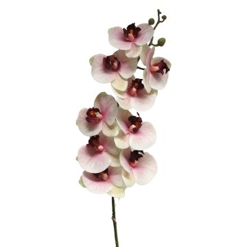 Decorative Phalaenopsis orchid branch SONGYA, pink-cream, 105cm