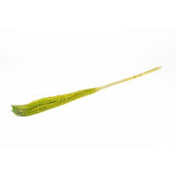 Dried bunch of reeds DONJETA, apple green, 4ft/115-120cm, Ø6"/15cm