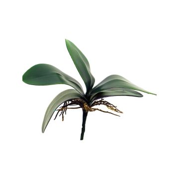 Decorative leaves, Phalaenopsis orchid XIAOQIN with aerial roots, 10"/25cm