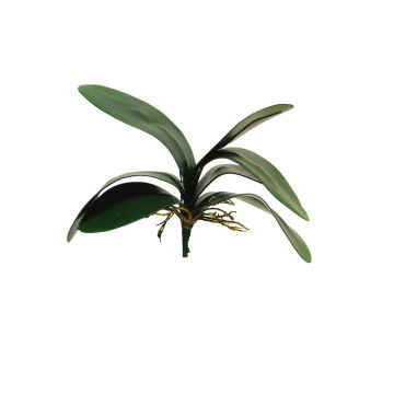 Decorative leaves, Phalaenopsis orchid XIAOQIN with aerial roots, 12"/30cm Decorative leaves, Phalaenopsis orchid XIAOQIN with aerial roots, 12"/30cm