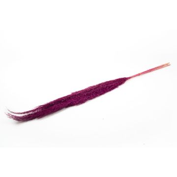 Dried bunch of reeds DONJETA, violet, 4ft/115-120cm, Ø6"/15cm