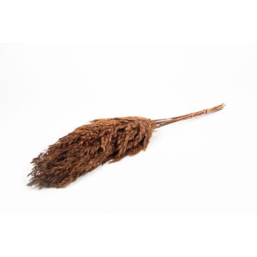Dried bunch of reeds DONJETA, brown, 28"-31"/70-80cm, Ø6"/15cm